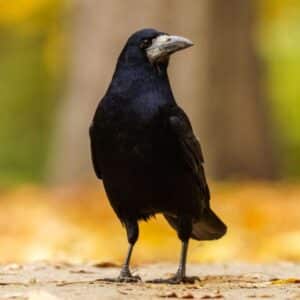 A beautiful Rook is standing on the ground.