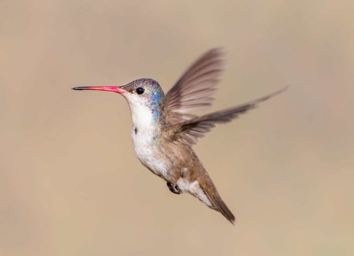 A beautiful flying Violet-Crowned Hummingbird.