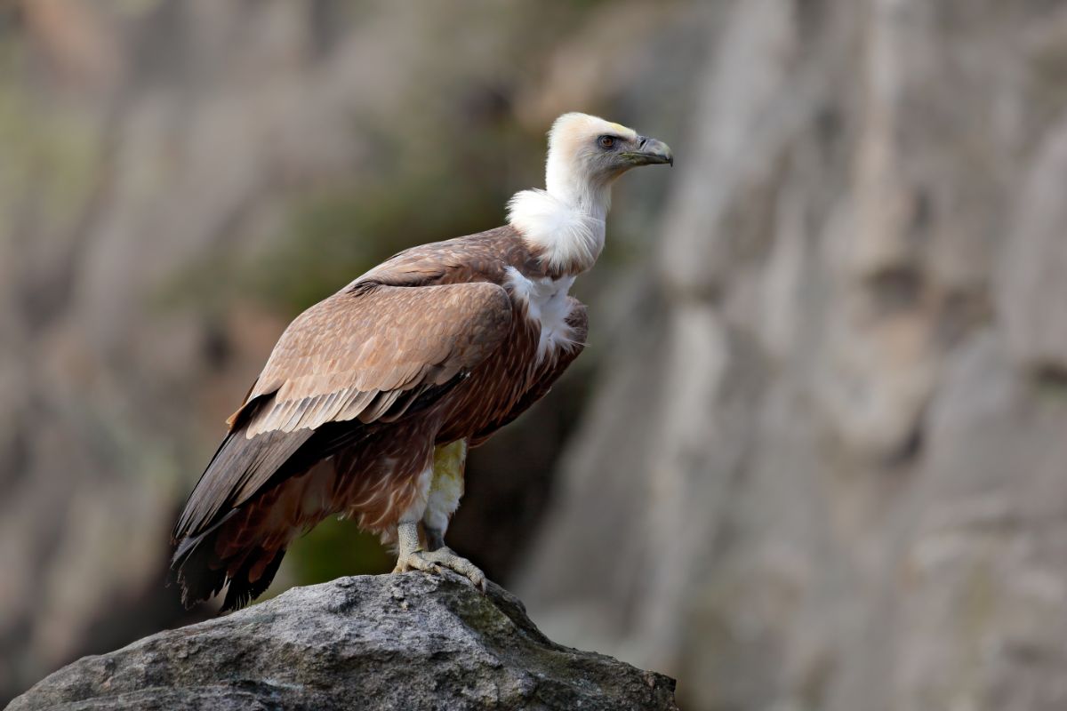 A big Vulture perched on a rock on a sunny day.