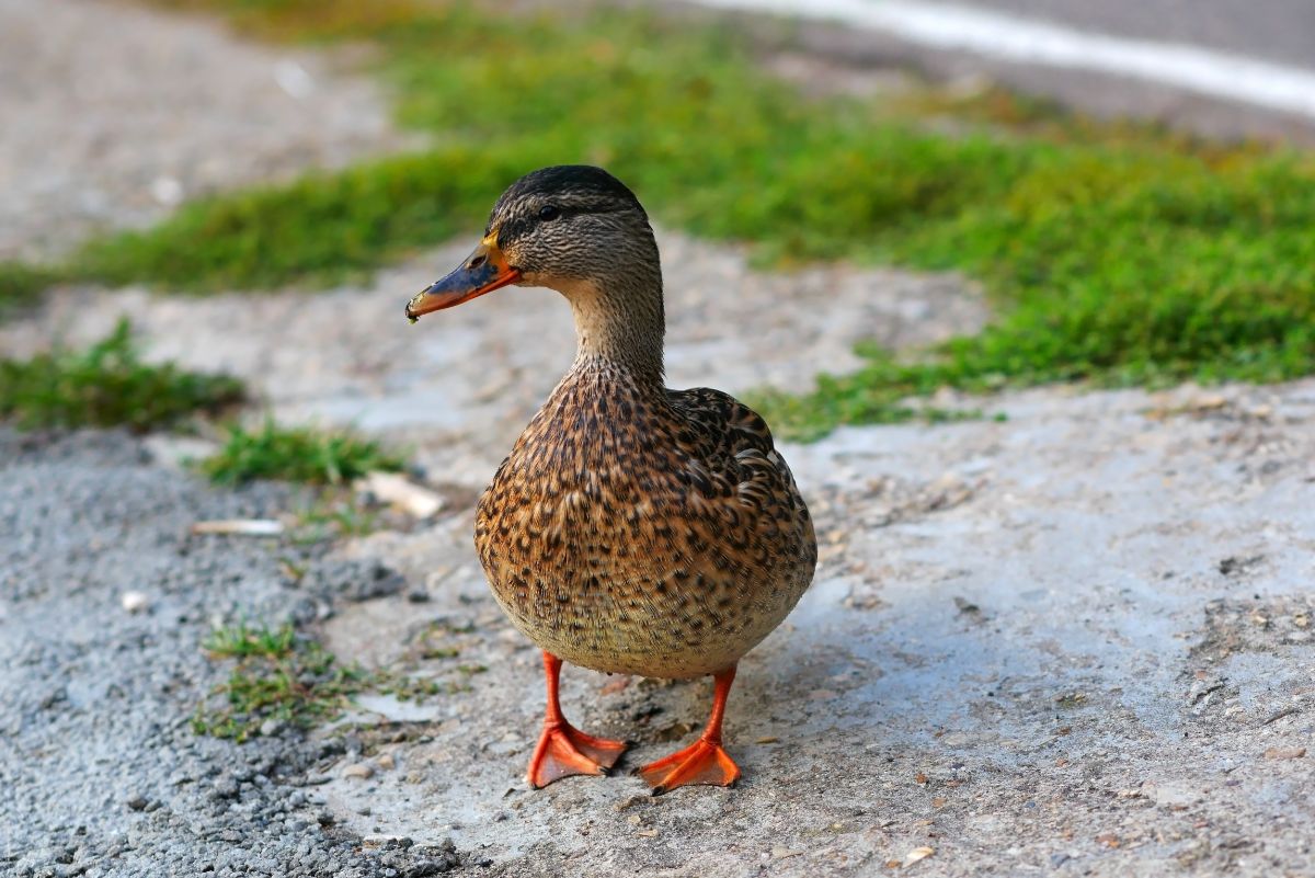 An adorable Anatinae is standing near a road.