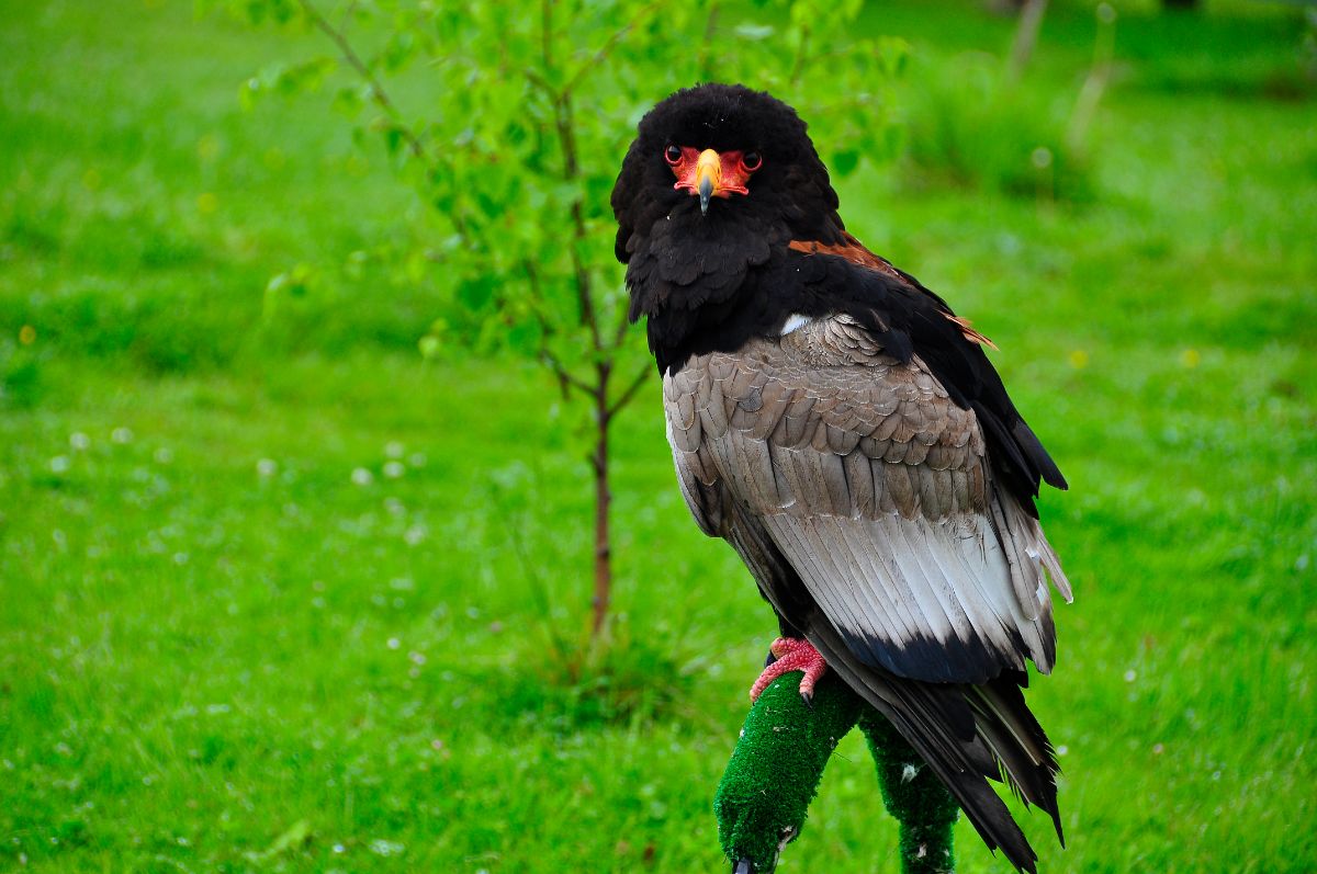 A beautiful Bateleur Eagle perched on a green construction.