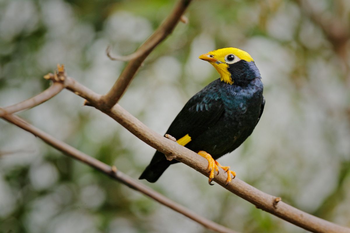 A beautiful Golden Crested Myna perched on a branch.