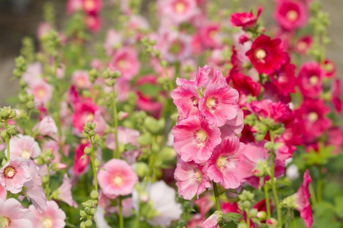 A close-up of beautiful flowers of Hollyhocks on a sunny day.