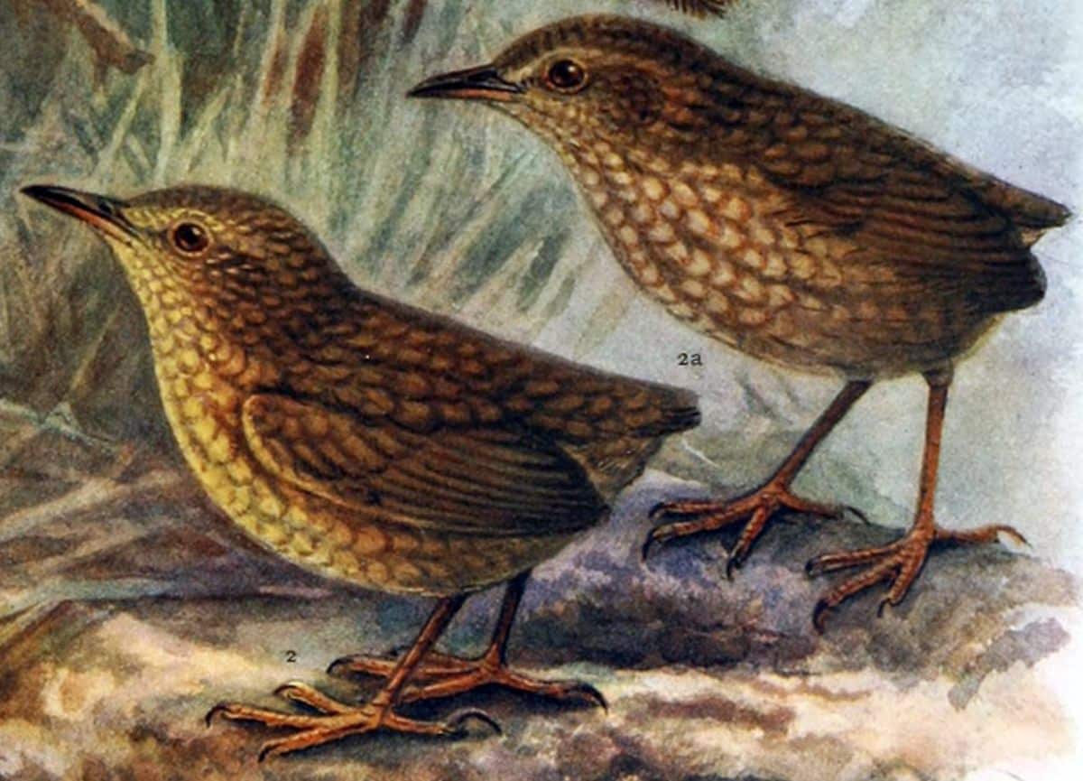 A portrait of two Lyall’s Wrens.