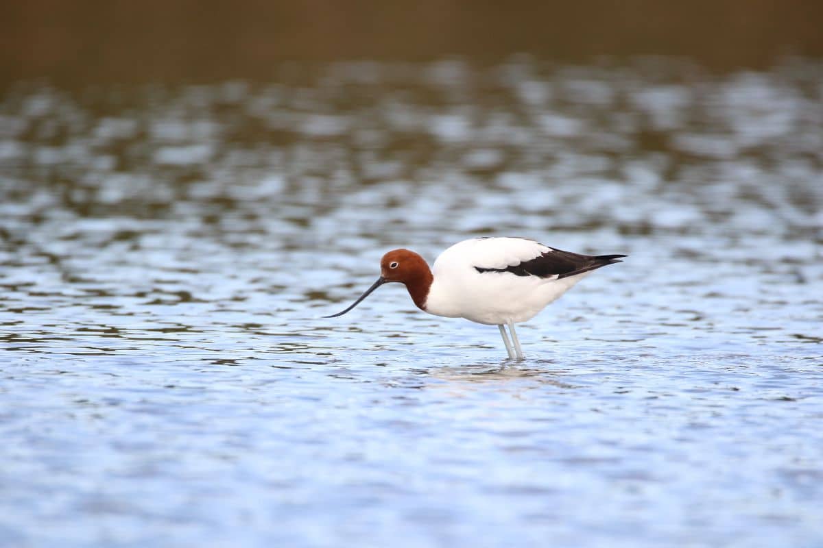An adorable Red-Necked Avocet is standing in shallow water.