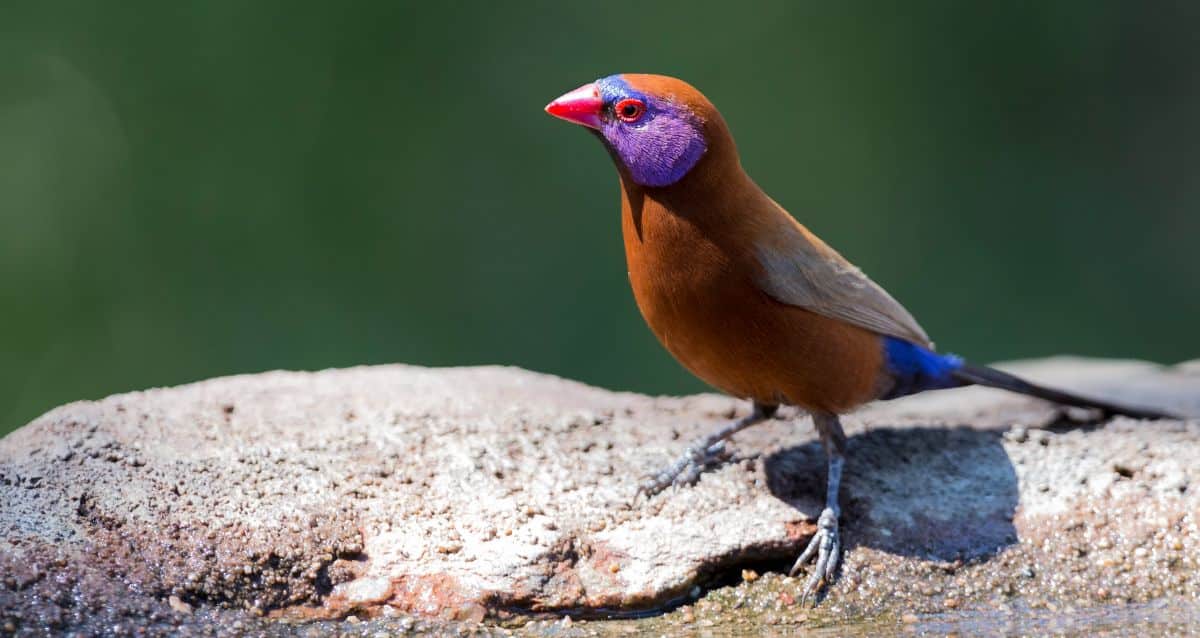 A beautiful Violet-Eared Waxbill is standing on a rock on a sunny day.