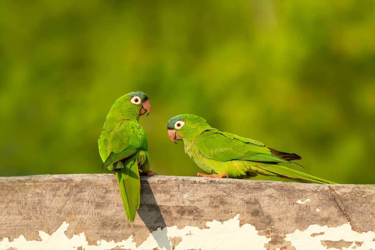 Two beautiful Yellow-Chevroned Parakeets perched on a wooden fence.