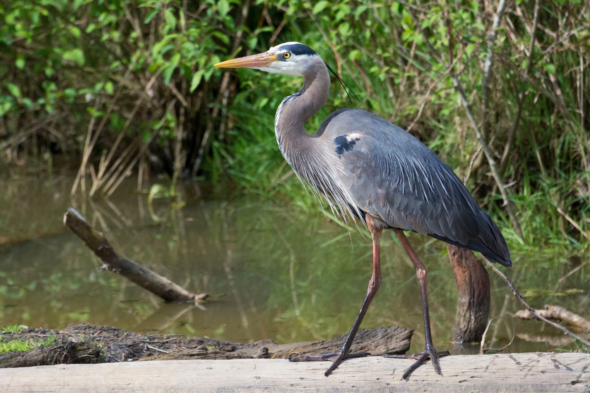 A tall Great Blue Heron is standing on a wooden log.