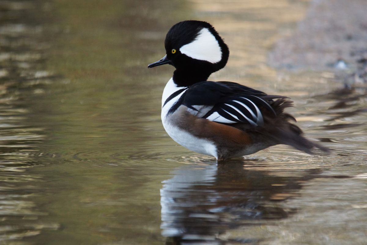 A beautiful Hooded Merganser is standing in shallow water.