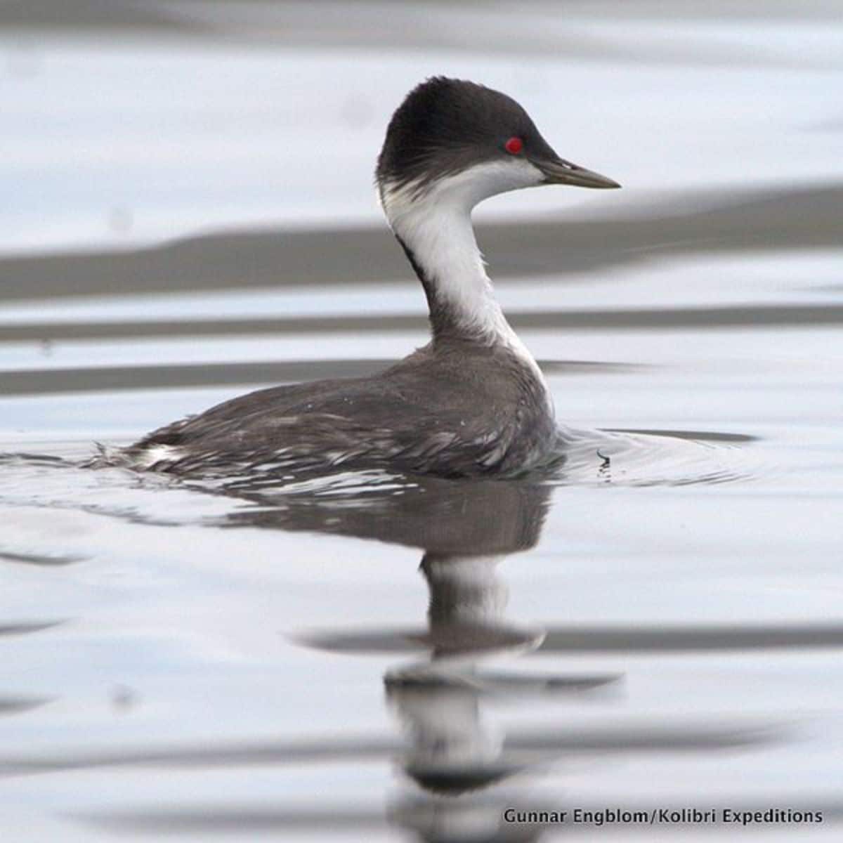 An adorable Junin Grebe swimming in water.