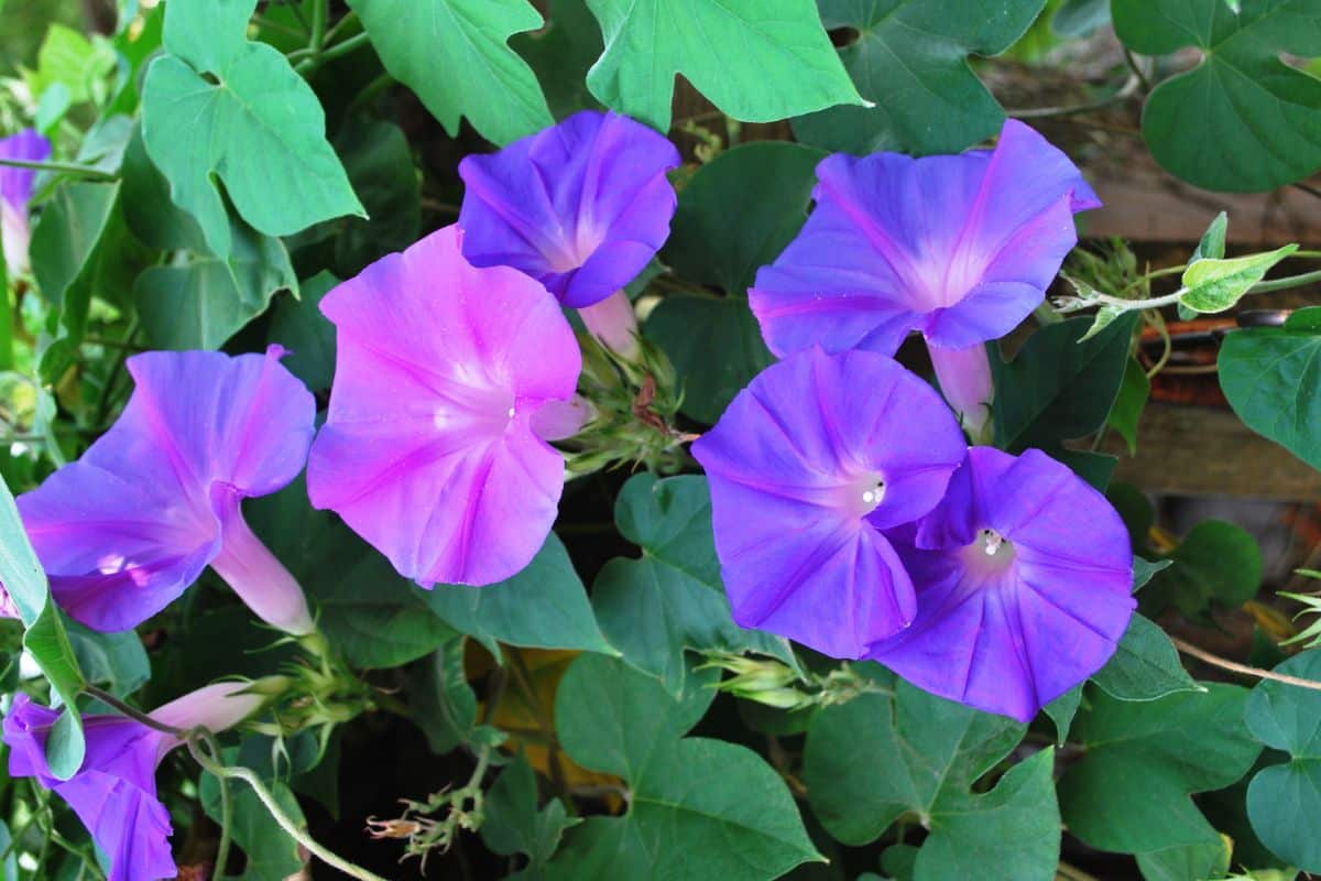 Vibrant purple flowers of Morning Glory.