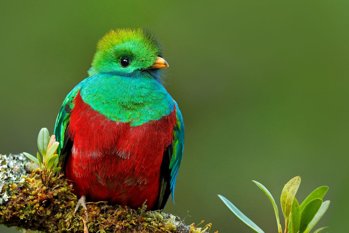 A beautiful Quetzal perched on a branch.