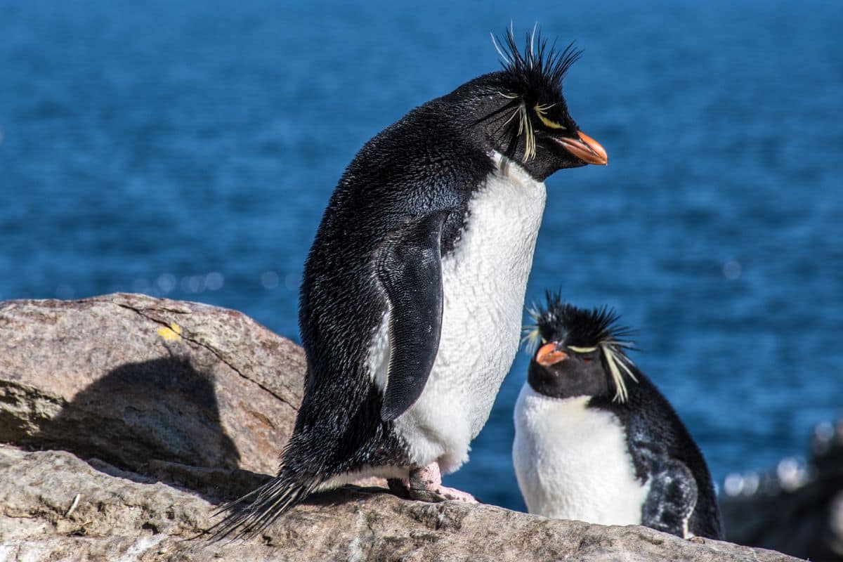 Two beautiful Rockhopper Penguins standing on a big rock near the sea.
