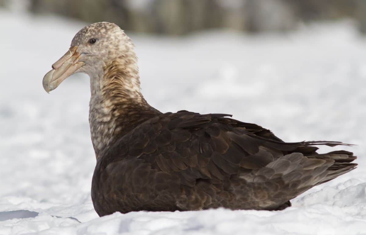 Southern Giant Petrel perched on the snow.
