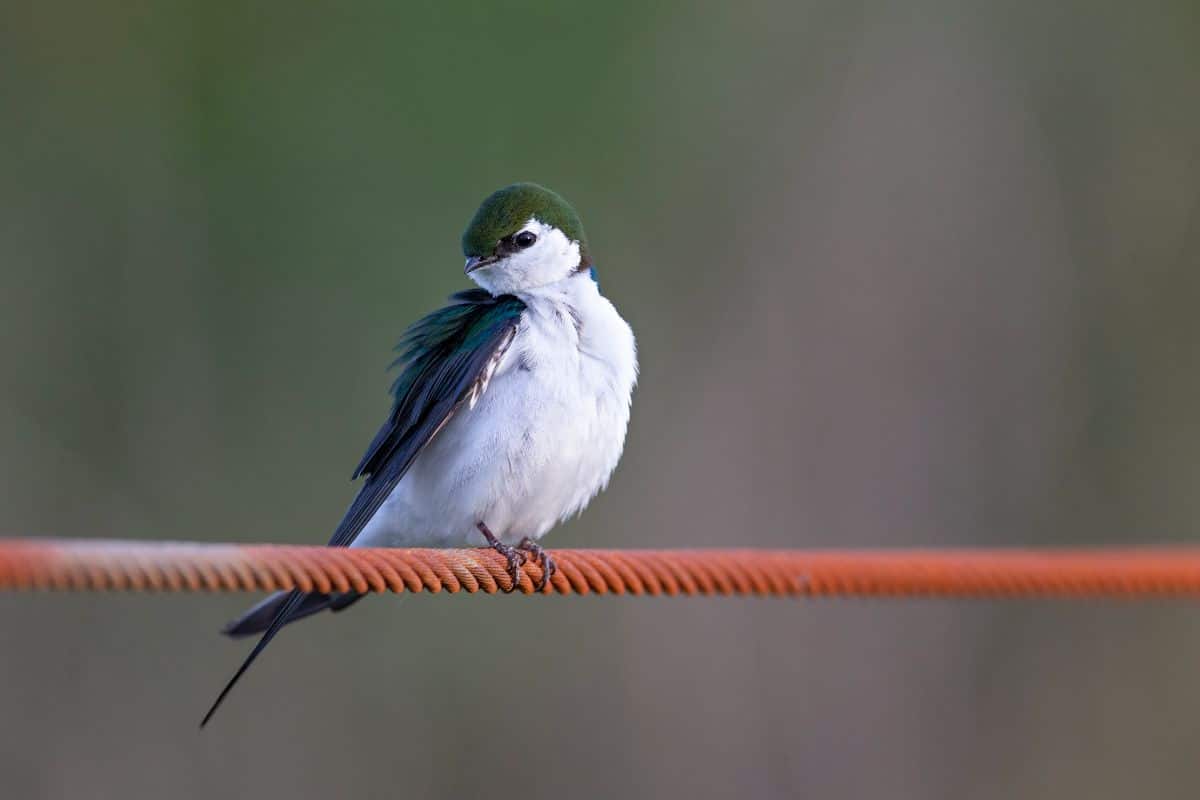A beautiful Violet-Green Swallow peched on a wire.