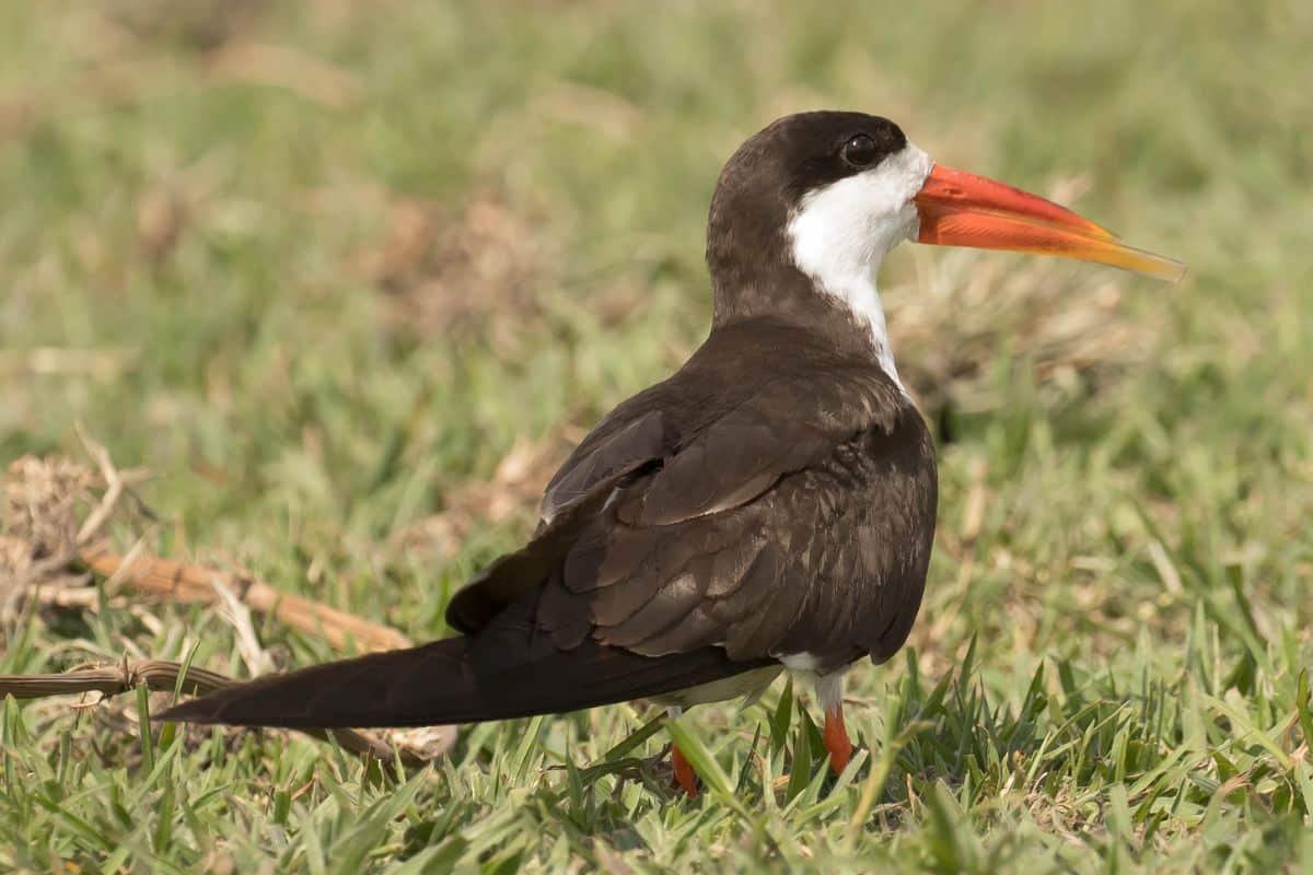 An adorable African Skimmer is standing in a meadow.