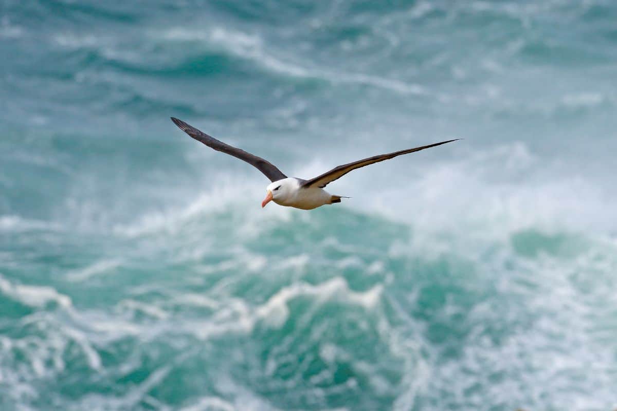 Albatross is flying over the sea.