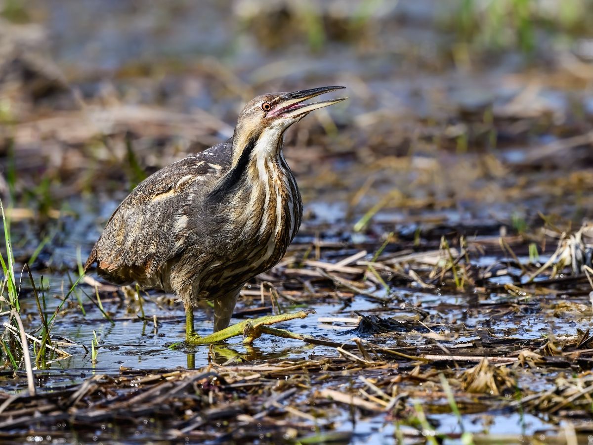 An adorable American Bittern is standing in a swamp.