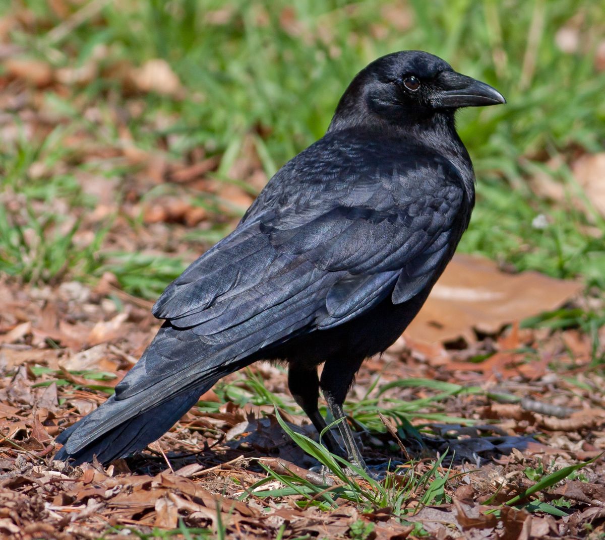 A beautiful American Crow is standing on the ground on a sunny day.
