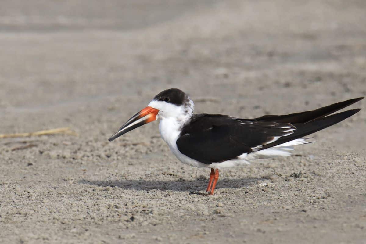 An adorable Black Skimmer standing on a beach.