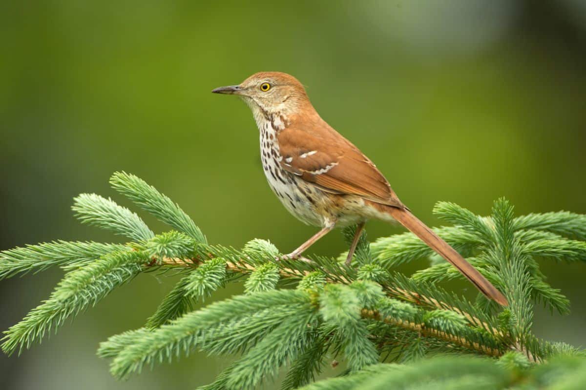An adorable Brown Thrasher perched on a branch.