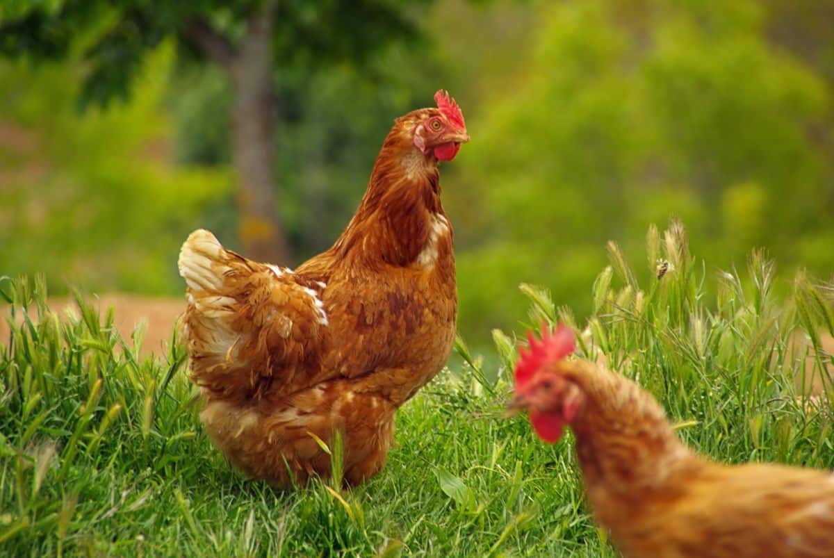 Two brown chickens on a green pasture.