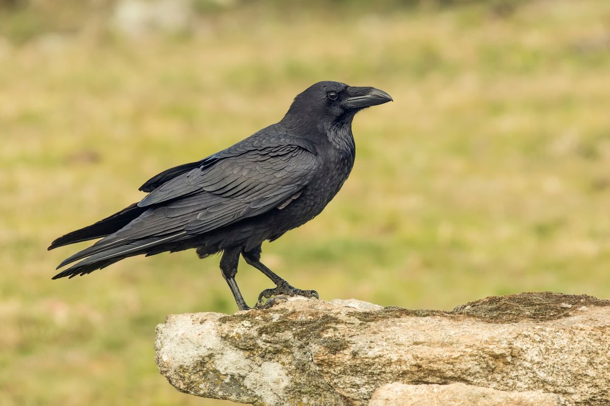 A beautiful Crow perched on a rock.