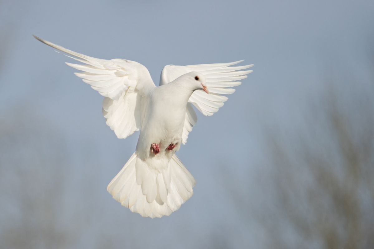 A beautiful white flying Dove.