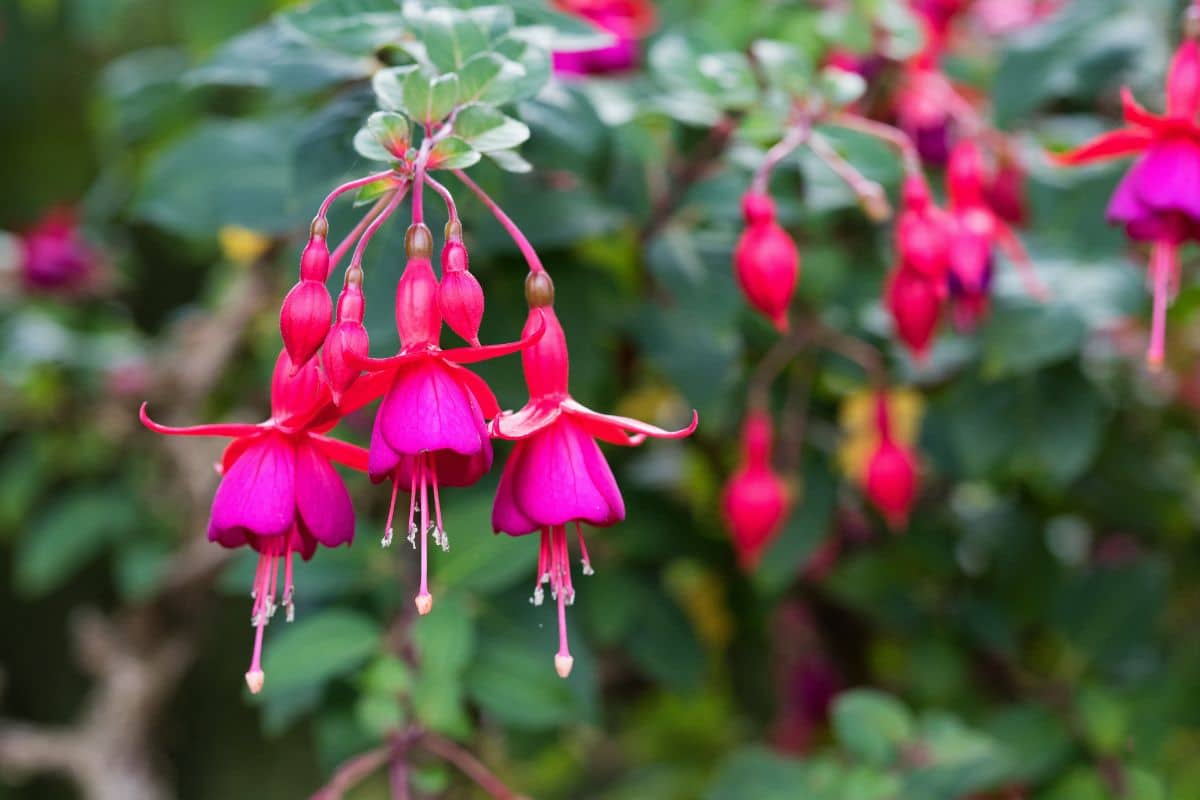 A close-up of blooming flowers of Fuchsia 