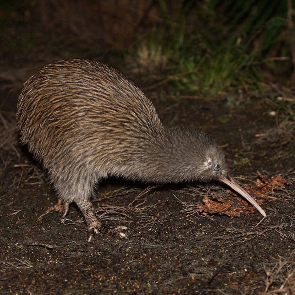 An adorable Kiwi during the night.