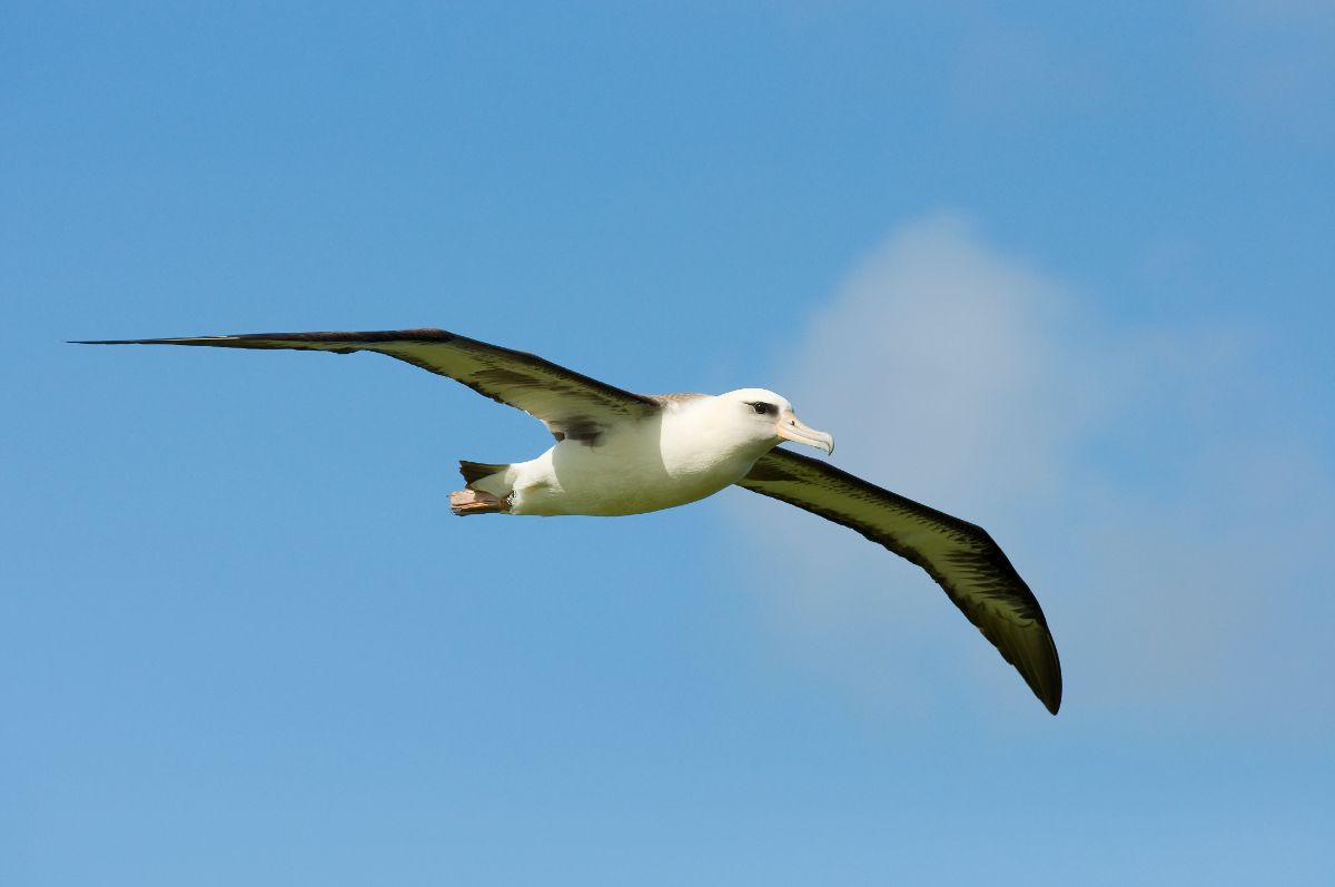 A flying Laysan Albatross.