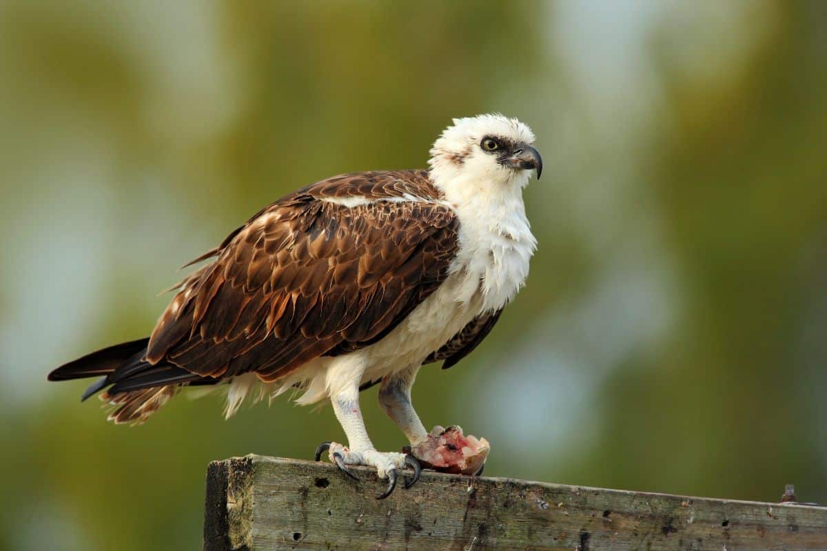 A beautiful Osprey perched on a wooden board.