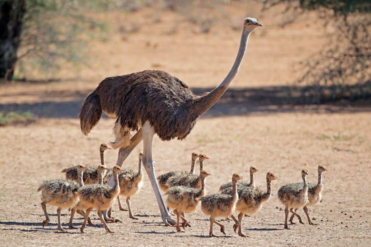 An adult Ostrich with chicks walking on a savannah.