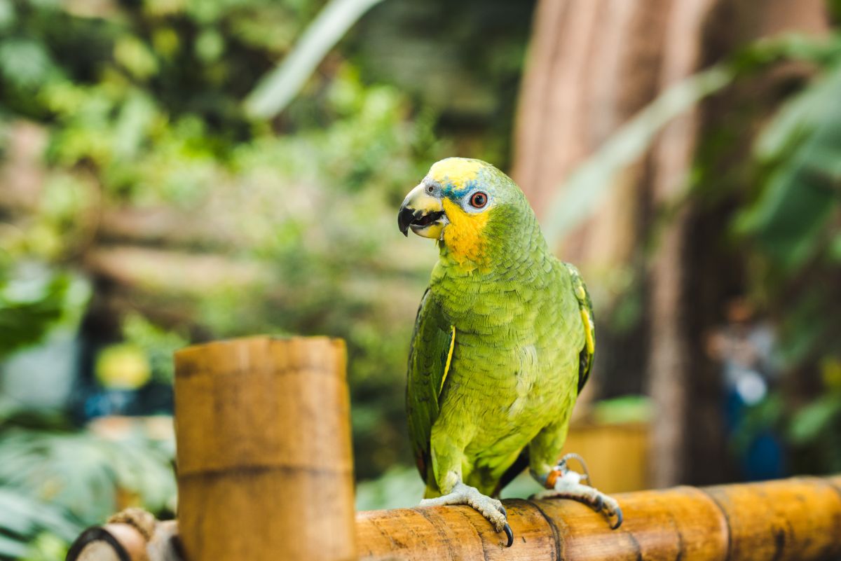 An adorable green Parrot perched on a wooden railing.