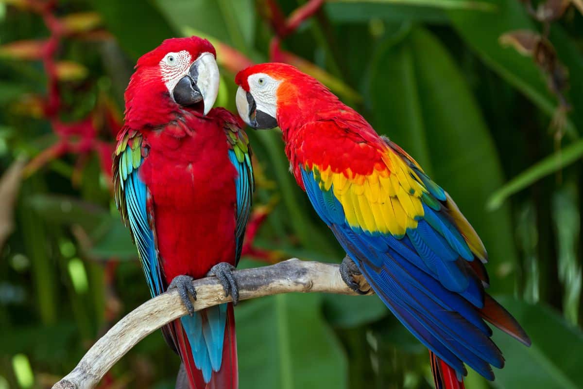 Two beautiful Scarlet Macaws perched on a branch.