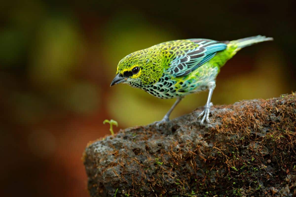 A beautiful Speckled Tanager standing on a log covered by moss.