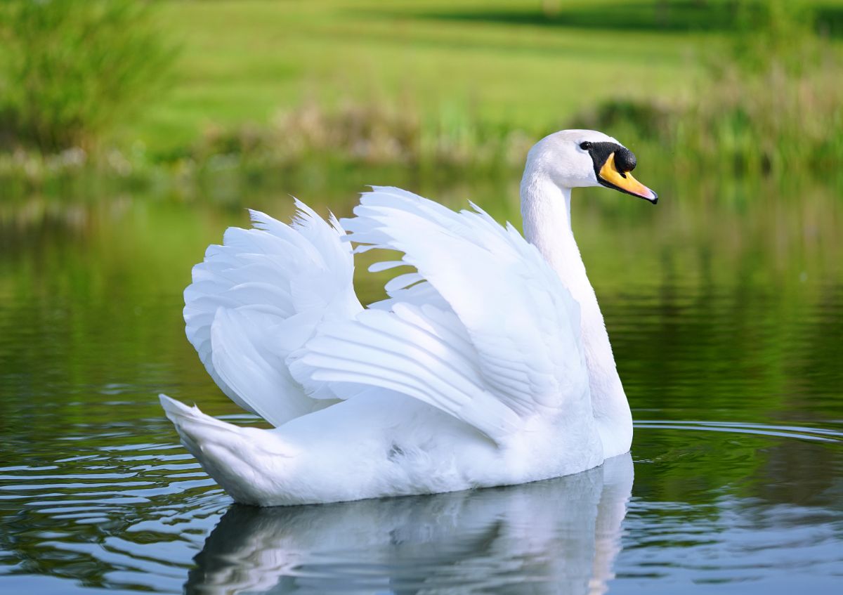 A majestic Swan swimming in the water.