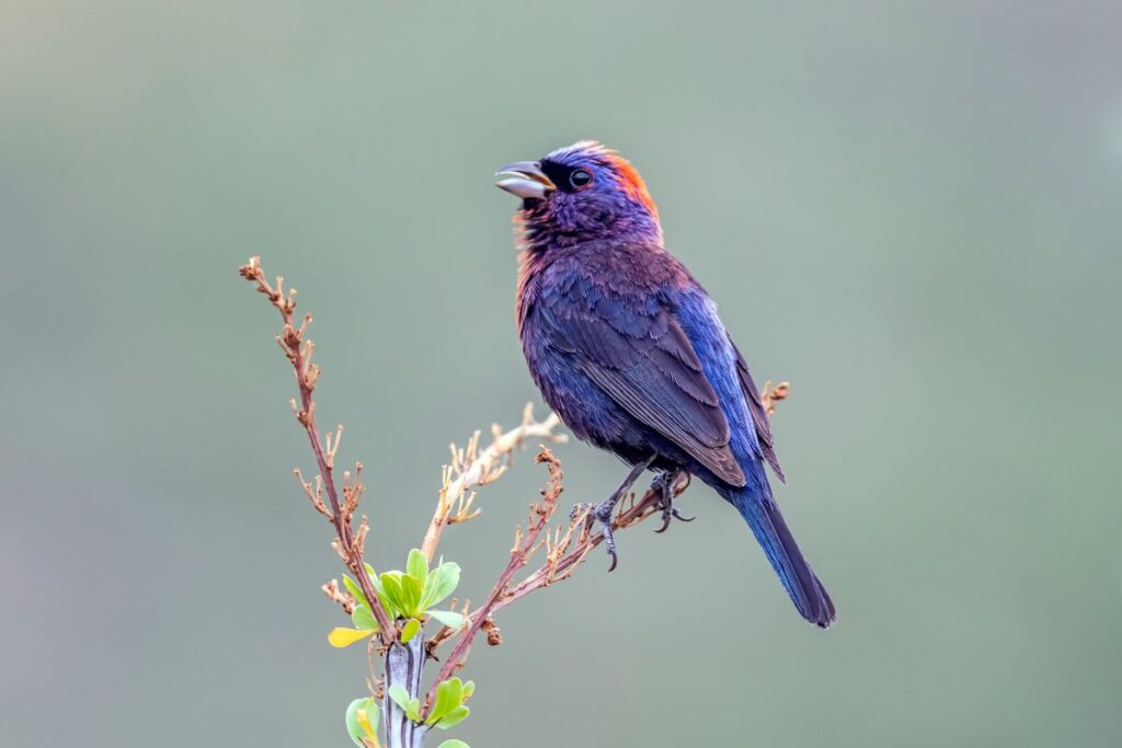 A beautiful Varied Bunting perched on a branch.