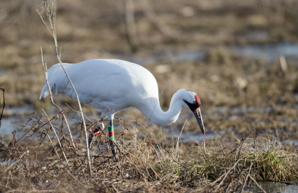 A tall Whooping Crane walking in a swamp.