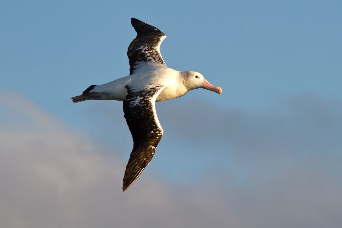 A flying Albatross on a sunny day.