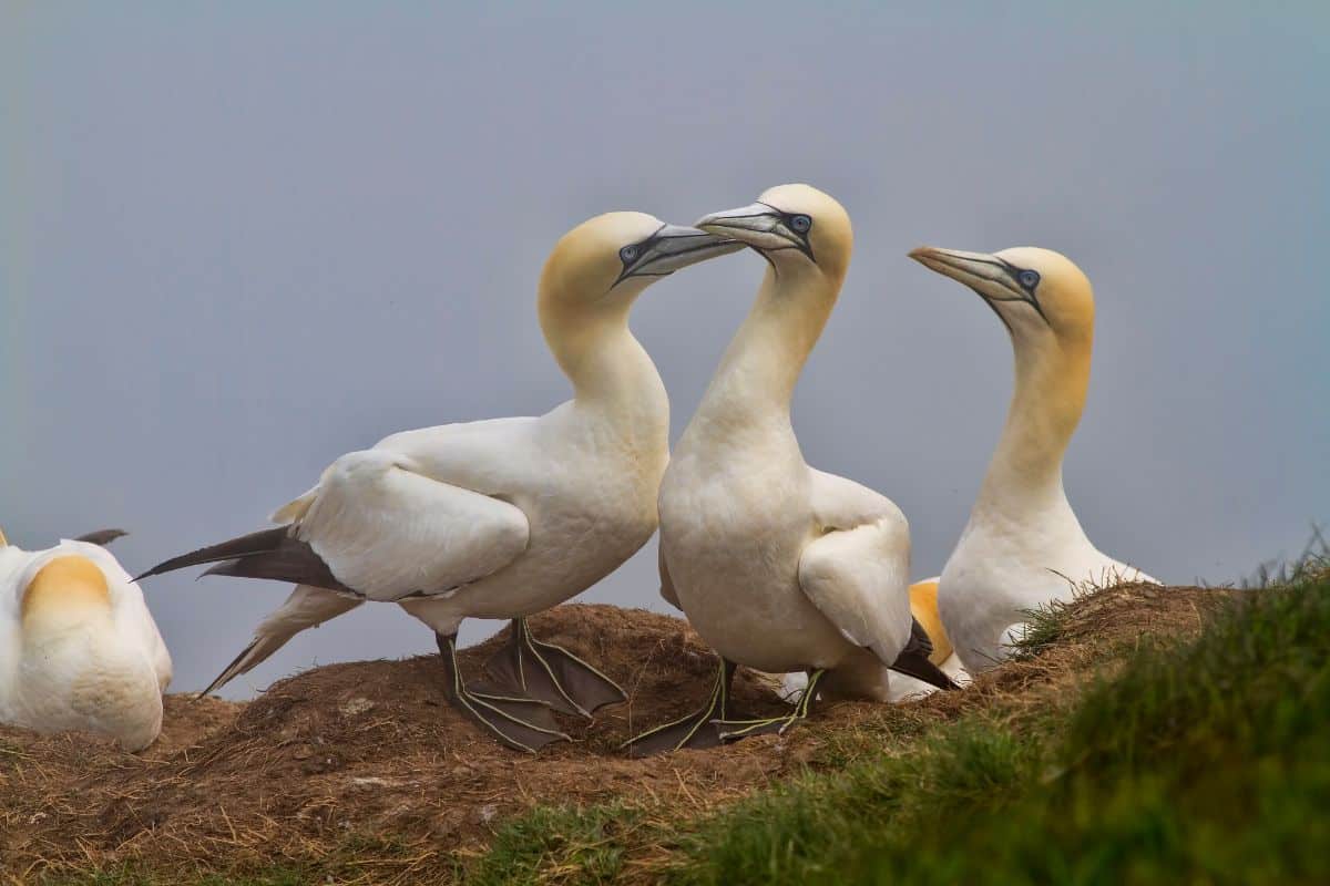 A bunch of Gannets standing on the ground.