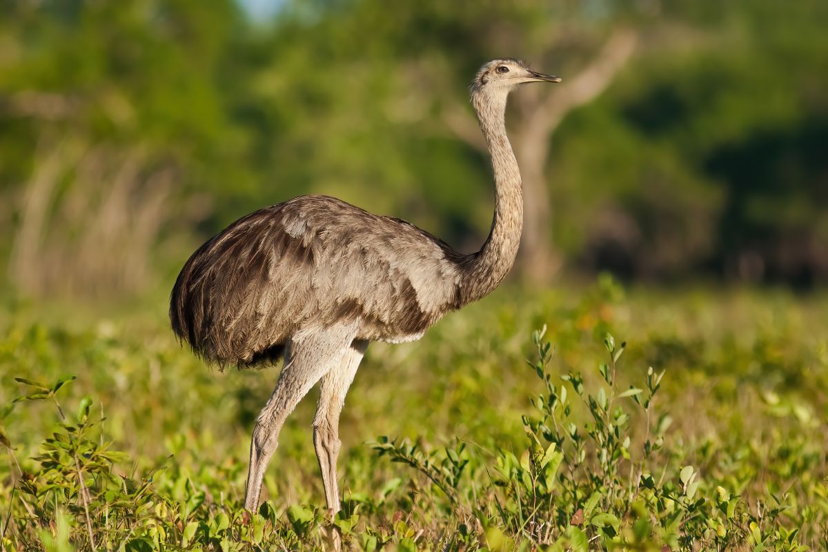 A tall Greater Rhea walking on a pasture on a sunny day,