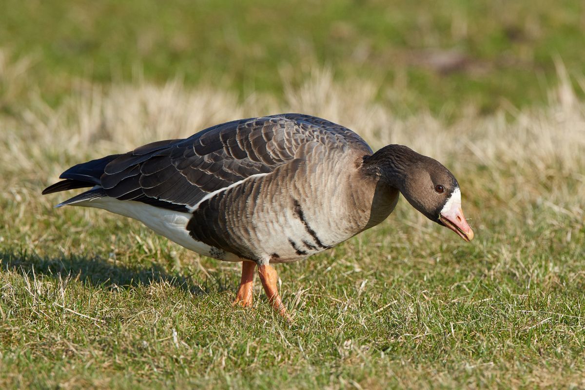 A beautiful Greater White-Fronted Goose is standing on a meadow on a sunny day.