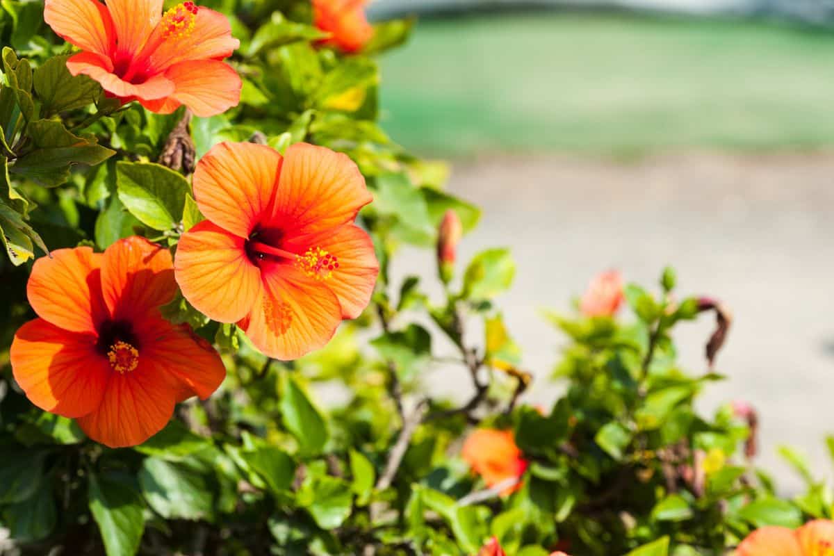 An orange flowering Hibiscus on a sunny day.