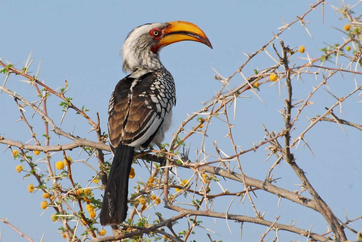 A beautiful Southern Yellow-Billed Hornbill perched on a branch.
