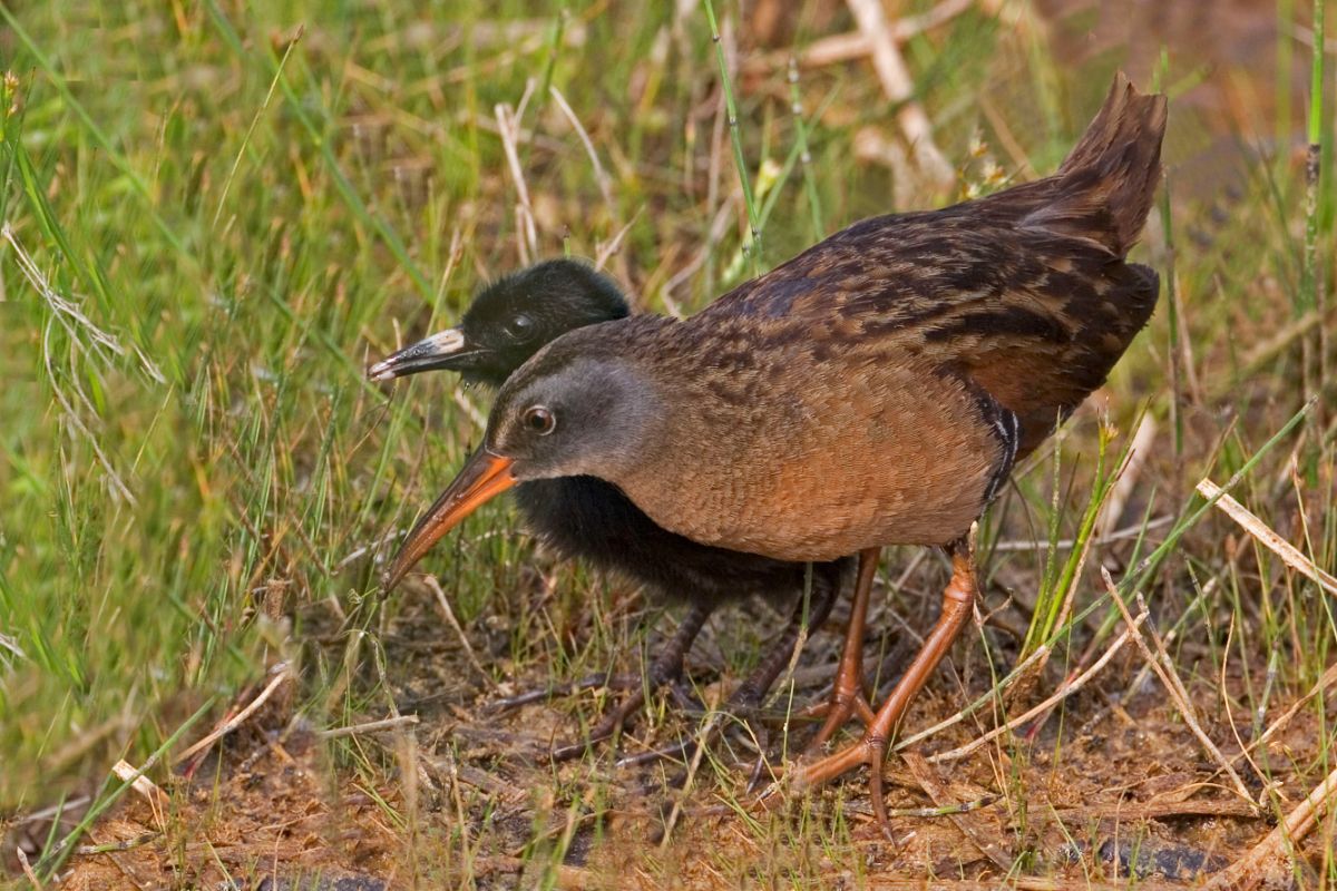Young and adult Virginia Rails are standing on the ground.