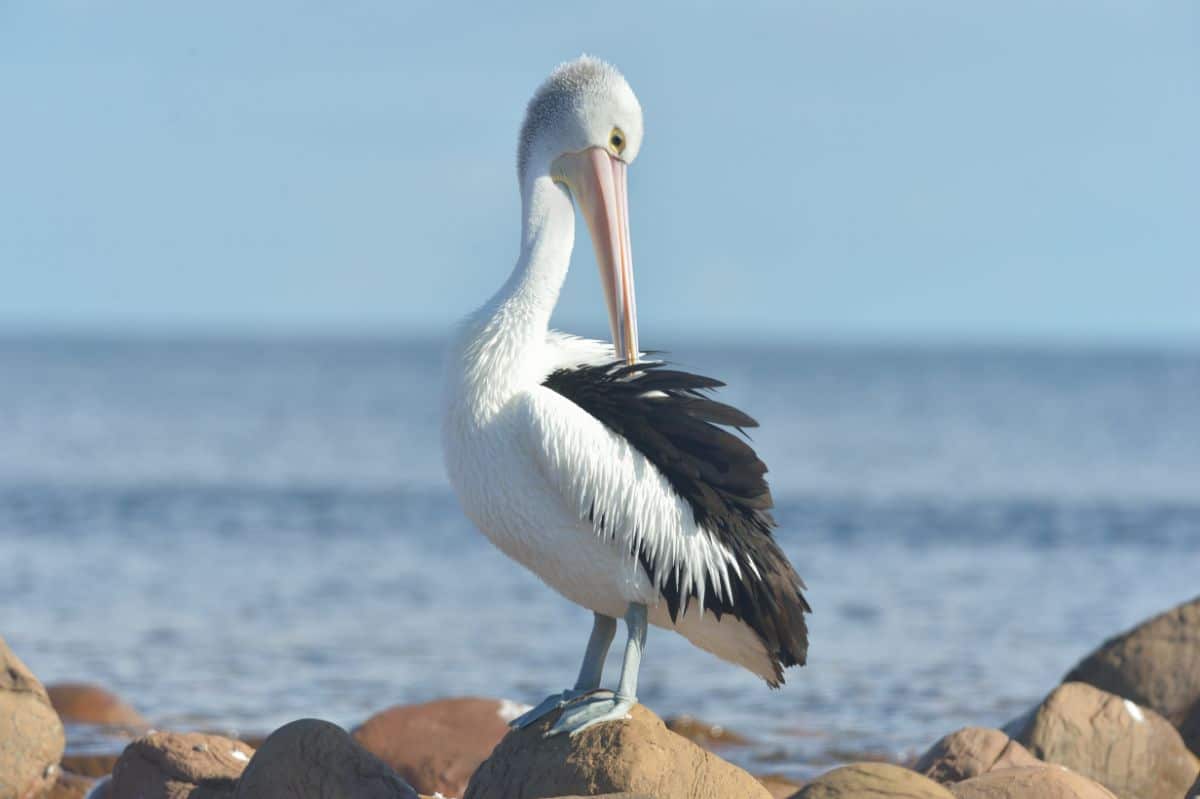 A beautiful Australian Pelican is standing on rocks near a sea,