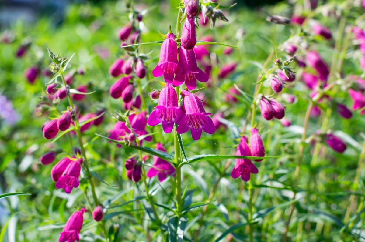 Beautiful pink flowering Beardtongues.