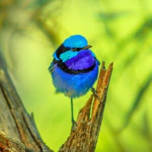 A beautiful Variegated Fairy Wren perched on a broken branch,