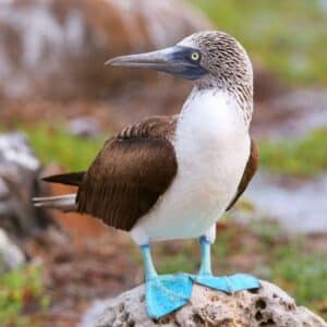 An adorable Booby standing on an old rock.